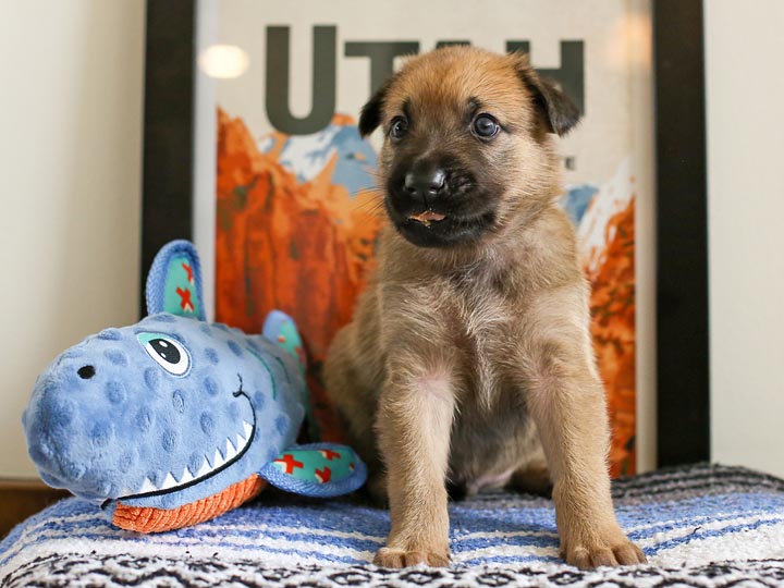 chinook puppy